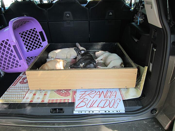 Französische Bulldoggen sind momentan sehr angesagt. Diese hier sind jedoch viel zu jung, um sie von der Mutter zu trennen. Außerdem scheinen sie in einem schlechten Gesundheitszustand zu sein.