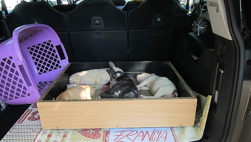 Französische Bulldoggen sind momentan sehr angesagt. Diese hier sind jedoch viel zu jung, um sie von der Mutter zu trennen. Außerdem scheinen sie in einem schlechten Gesundheitszustand zu sein.