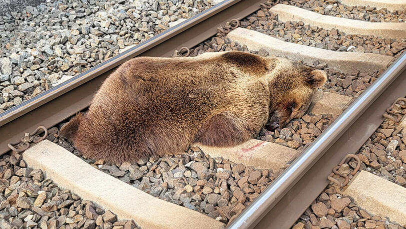 Ein toter Braunbär auf einer Bahnstrecke in Salzburg: Vermutlich wurde das Tier von einem Zug erfasst.