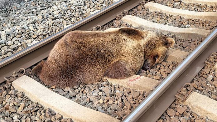 Ein toter Braunbär auf einer Bahnstrecke in Salzburg: Vermutlich wurde das Tier von einem Zug erfasst.