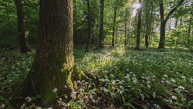 Der Klimawandel hat auch für die Wälder in München fatale Folgen. (Symbolbild)