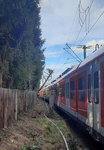 Der Baum riss die Oberleitung nicht durch, dehnte sie jedoch stark. Der Baum riss die Oberleitung nicht durch, dehnte sie jedoch stark.
