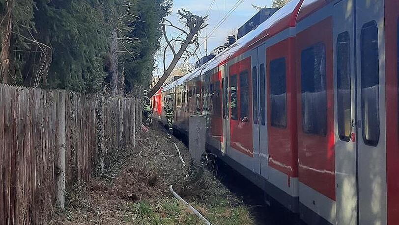 Der Baum riss die Oberleitung nicht durch, dehnte sie jedoch stark. Der Baum riss die Oberleitung nicht durch, dehnte sie jedoch stark.