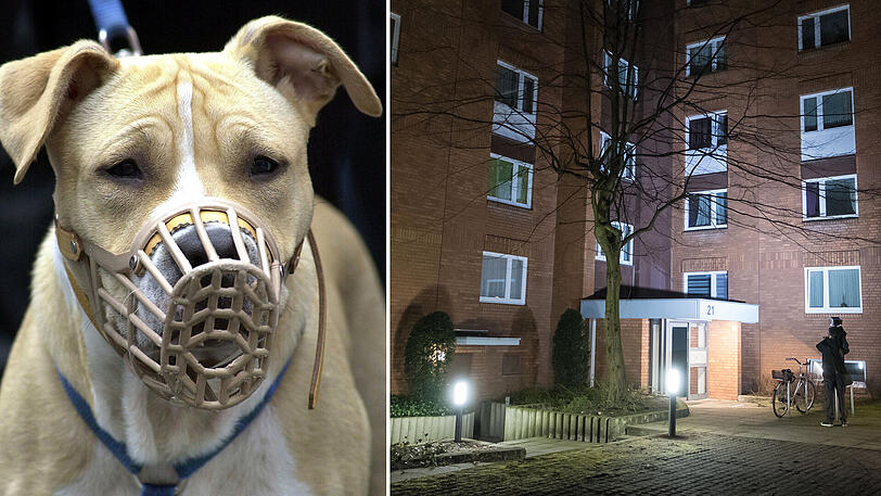 Das Mehrfamilienhaus im Stadtteil Groß-Buchholz in Hannover - hier wurden die beiden Leichen gefunden. Die Familie besaß einen Staffordshire Terrier (l. Symbolbild).