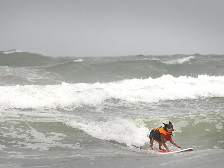 Hund Abbie Girl nahm am Loews-Hunde-Surfwettbewerb am Imperial Beach in Kalifornien teil.