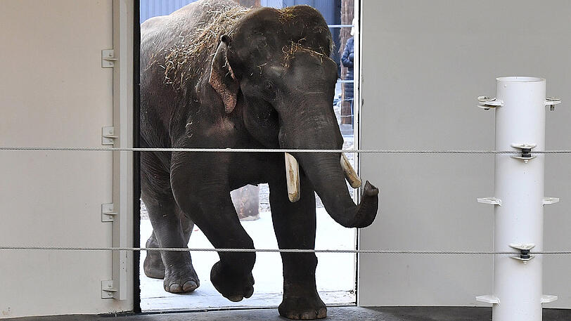 Nach Jahren in Leipzig und Hagenbeck ist Elefantenbulle Gajendra zurück im Tierpack Hellabrunn.