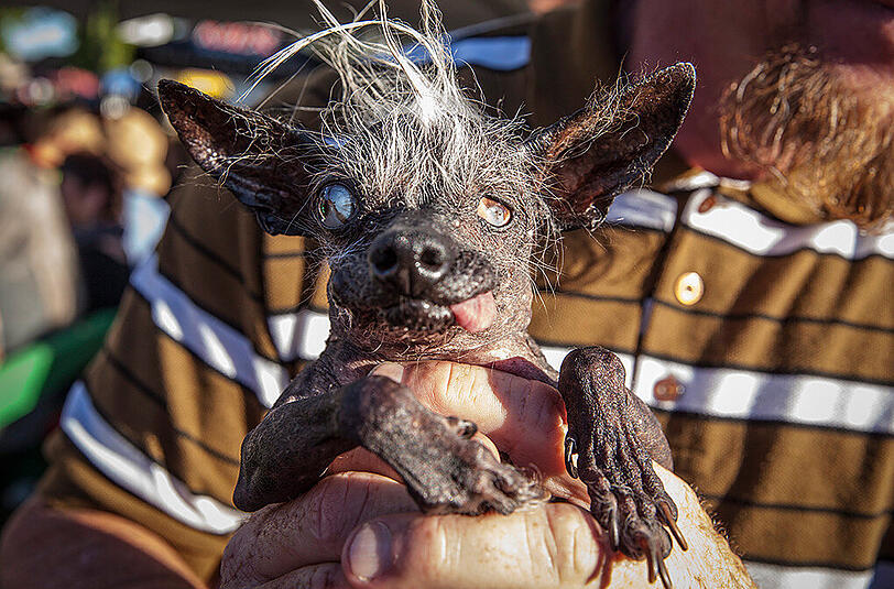 Der "Gewinner": Sweepee Rambo ist der hässlichste Hund der Welt.