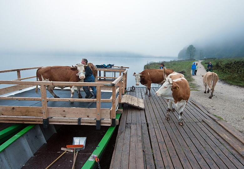 Landwirte und ihre Helfer bugsieren ihre Kühe auf zwei zusammengebundenen Kähnen auf den oberbayerischen Königssee. Einige Tiere sind von der Überfahrt noch nicht überzeugt.