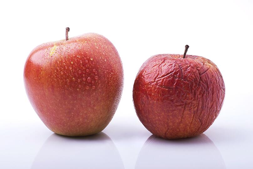 Auch die Reife bei Äpfeln lässt sich anhand der Farbe erkennen. Doch lassen Sie sich nicht täuschen: Nicht alle Apfelsorten werden rot, wenn sie reif sind. Sie erkennen reife Früchte an der Bissfestigkeit, sie sind schön knackig und der Stiel ist fest. Schrumpelige Äpfel brauchen Sie deswegen trotzdem nicht entsorgen, sie eignen sich zum Beispiel perfekt für Apfelmus. Auch die Reife bei Äpfeln lässt sich anhand der Farbe erkennen. Doch lassen Sie sich nicht täuschen: Nicht alle Apfelsorten werden rot, wenn sie reif sind. Sie erkennen reife Früchte an der Bissfestigkeit, sie sind schön knackig und der Stiel ist fest. Schrumpelige Äpfel brauchen Sie deswegen trotzdem nicht entsorgen, sie eignen sich zum Beispiel perfekt für Apfelmus.