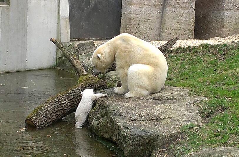 Ein Eisbärmädchen erkundet vorsichtig den Wassergraben.