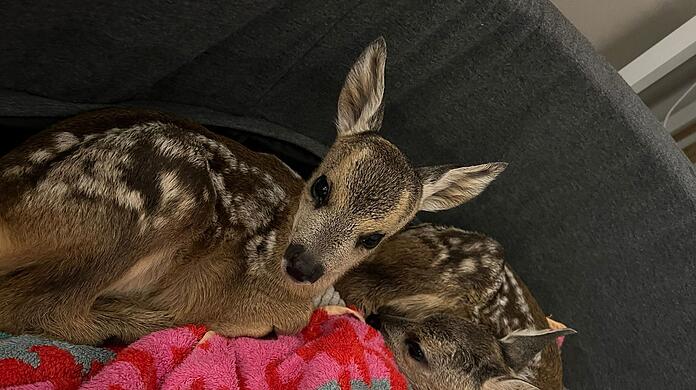 Die beiden Jungtiere, zwei Mädels, ruhen sich aus. Ihre Mutter hat einen Wildunfall nicht überlebt.