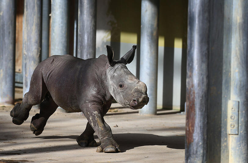 Nashornbaby Kibo bei seinem ersten Ausflug im Augsburger Zoo.