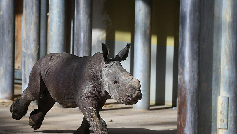 Nashornbaby Kibo bei seinem ersten Ausflug im Augsburger Zoo. Nashornbaby Kibo bei seinem ersten Ausflug im Augsburger Zoo.