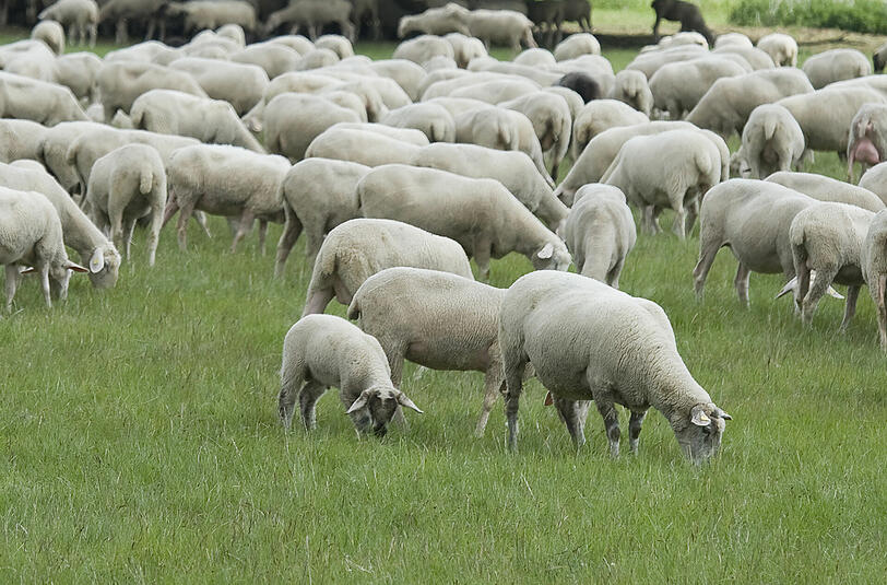 Schafe auf einer Weide