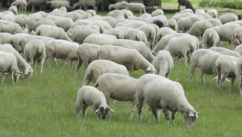 Schafe auf einer Weide Schafe auf einer Weide