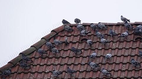 München will verschärft gegen das Problem mit den Stadttauben vorgehen.