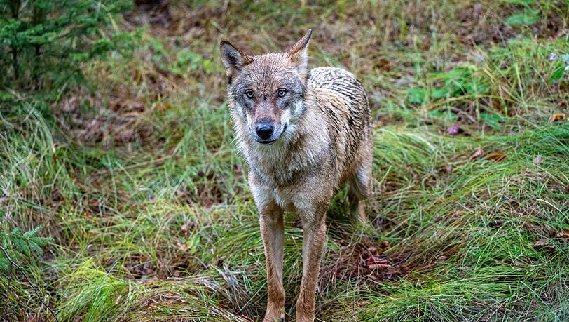 Insgesamt gibt es in Bayern aktuell 14 Wolfsgebiete, unter anderem im Altmühltal, im Bayerischen Wald und in den Allgäuer Alpen. (Symbolbild)