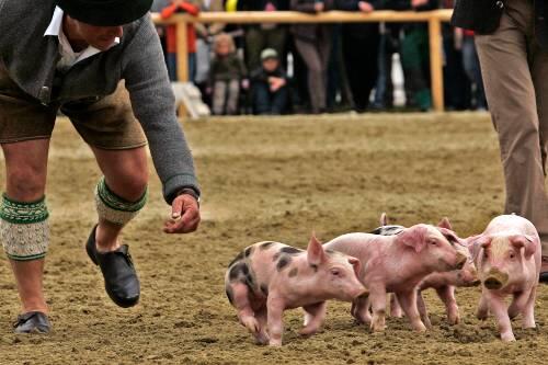 Drollige Ferkelei: Besonders die kleinen Tiere ziehen die Zuschauer an &ndash; wie diese Schweinderl, die ein Züchter präsentiert.