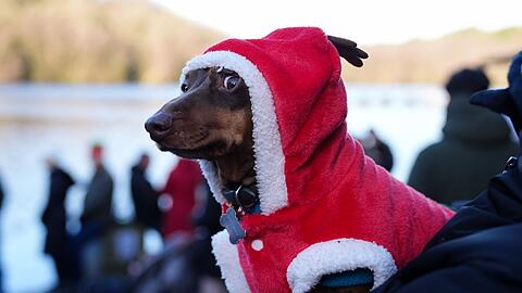 Beim Weihnachtsschwimmen nahe Birmingham schaute ein festlich gekleideter Dackel zu.