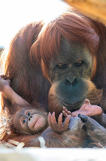 Auch Orang-Utan-Mama Matra kümmert sich derzeit um gleich zwei Kinder.