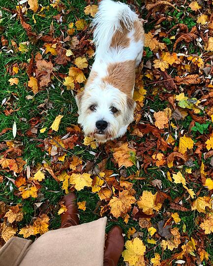 "Ja, is heid scho Herbst?", fragt sich vielleicht auch dieser Vierbeiner der AZ-Leserin Christine im Englischen Garten.