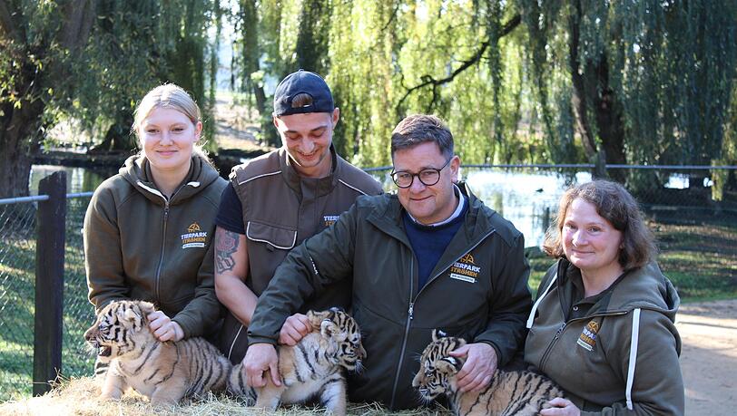 Erster Gesundheits-Check: die drei kleinen Amur-Tiger werden unter anderem gechippt. Erster Gesundheits-Check: die drei kleinen Amur-Tiger werden unter anderem gechippt.