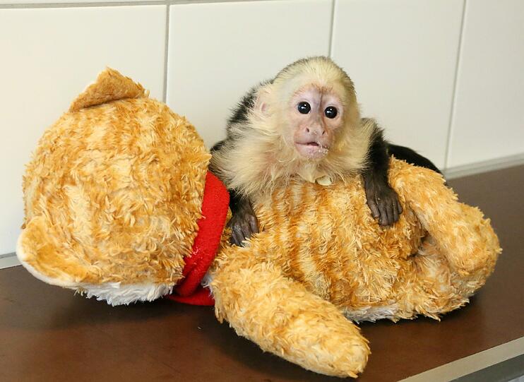 So süß: Der Affe "Mally" von Justin Bieber wartet im Tierheim