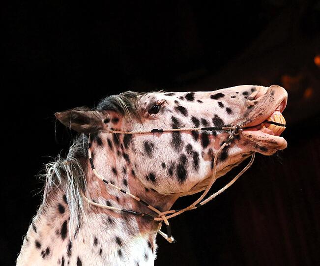 Bilder von der Weihnachtspremiere im Circus Krone