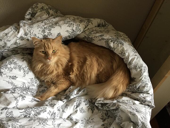 Elvis