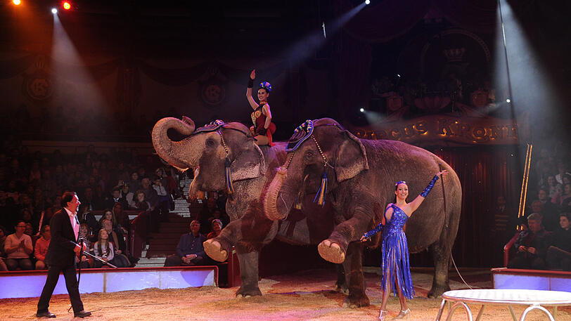 Auch tierische Künstler dürfen im Circus Krone natürlich nicht fehlen. Neben Elefanten...