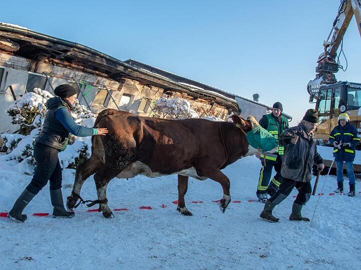 Eine Kuh wird aus dem eingestürzten Stall herausgeführt. Foto: Armin Weigel