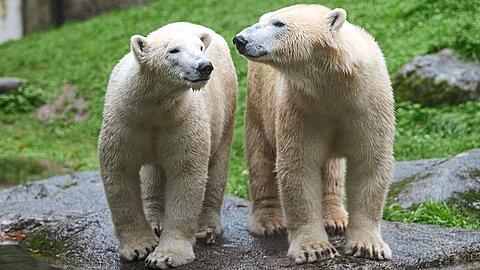 Nookie (links) aus Gelsenkirchen und Nuna aus Frankreich sind jetzt Münchnerinnen: Die Eisbärinnen wohnen seit Anfang Oktober in Hellabrunn.  Fotos: Tierpark Hellabrunn/Marc Müller
