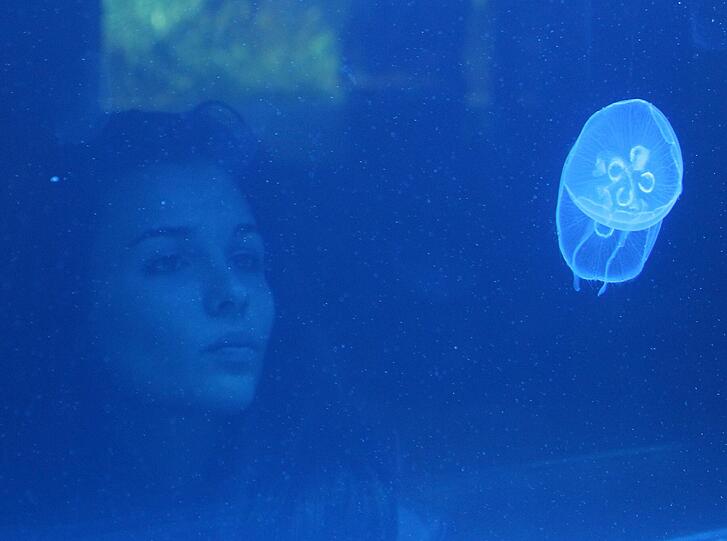 Faszinierende Medusen: Eine Frau beobachtet eine Ohrenqualle in ihrem neuen Aquarium in Hellabrunn. Die Tiere sind schwer zu halten, weil sie immer in Bewegung bleiben müssen.
