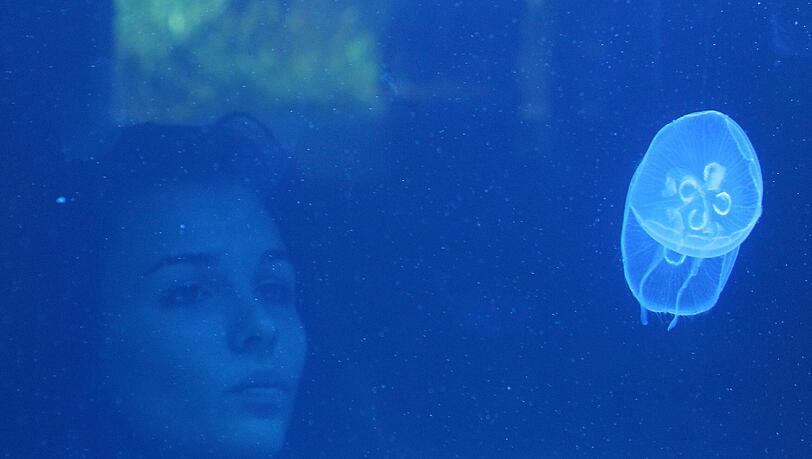 Faszinierende Medusen: Eine Frau beobachtet eine Ohrenqualle in ihrem neuen Aquarium in Hellabrunn. Die Tiere sind schwer zu halten, weil sie immer in Bewegung bleiben müssen. Faszinierende Medusen: Eine Frau beobachtet eine Ohrenqualle in ihrem neuen Aquarium in Hellabrunn. Die Tiere sind schwer zu halten, weil sie immer in Bewegung bleiben müssen.
