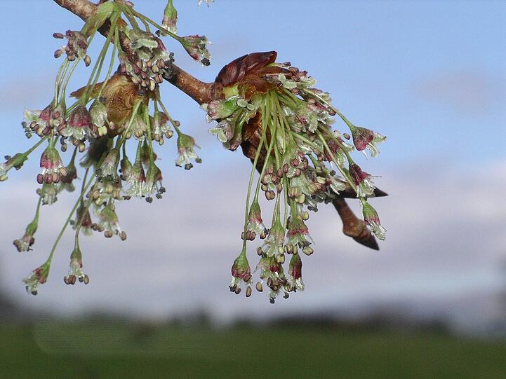 Die Blüten einer Flattterulme.