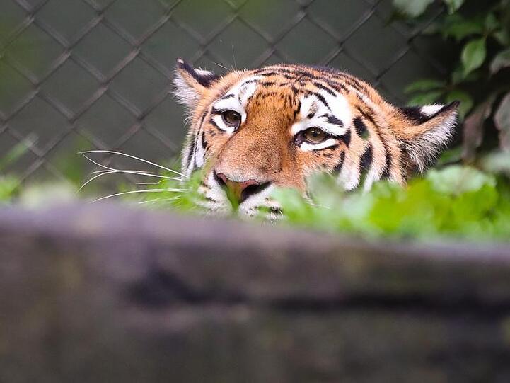 In einem Zoo in New York wurde das Coronavirus bei einem Tiger festgestellt.