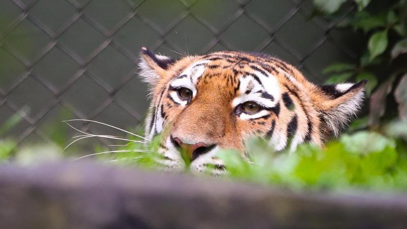 In einem Zoo in New York wurde das Coronavirus bei einem Tiger festgestellt. In einem Zoo in New York wurde das Coronavirus bei einem Tiger festgestellt.