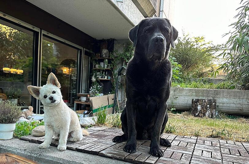 Prince (Westi Mix) und Nelson (Labrador)