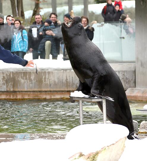 Winterimpressionen aus dem Tierpark Hellabrunn: Hier Mähnenrobben-Fütterung.