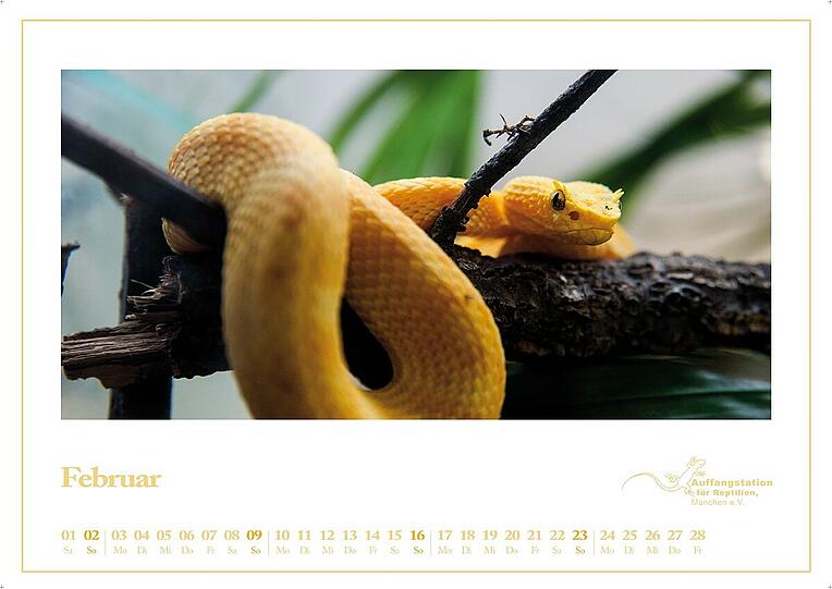 Faszinierende Schlangen und andere Reptilien zeigt der 2014er-Kalender der Auffangstation.
