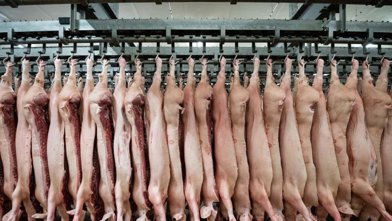 Halbierte Schweine hängen in einem Schlachthof. Die Fleischindustrie in NRW muss Beschäftigte künftig zwei Mal pro Woche testen lassen. Halbierte Schweine hängen in einem Schlachthof. Die Fleischindustrie in NRW muss Beschäftigte künftig zwei Mal pro Woche testen lassen.
