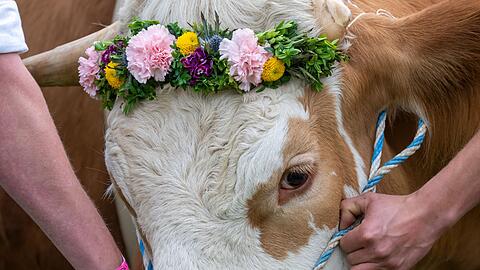 Ochsenrennen sorgen für große Gaudi unter den Zuschauern. (Archivbild)