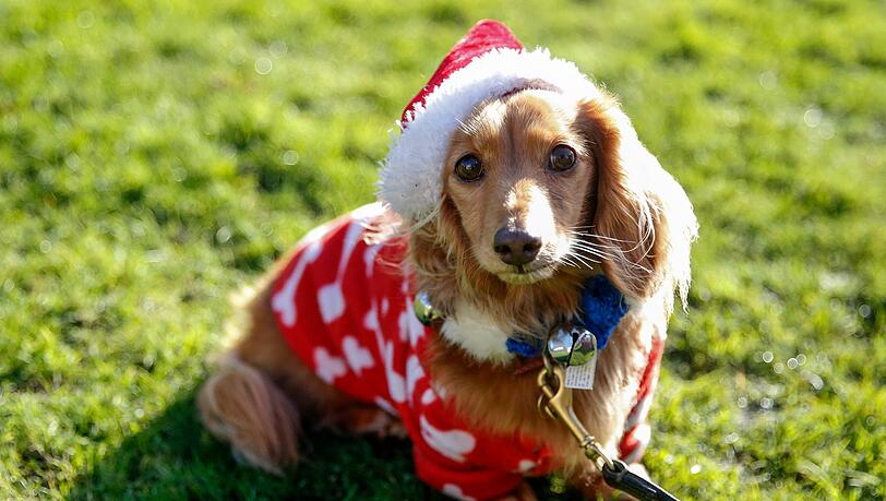 An Weihnachten sollten keine Tiere verschenkt werden. An Weihnachten sollten keine Tiere verschenkt werden.