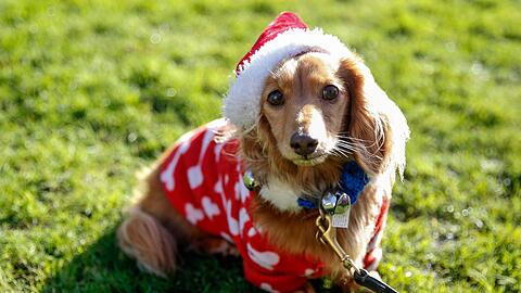 An Weihnachten sollten keine Tiere verschenkt werden.
