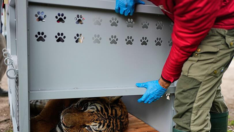 Ein Tiger liegt in einer Transportkiste vor seiner Verlegung in ein Schutzgebiet in Südafrika. Ein Tiger liegt in einer Transportkiste vor seiner Verlegung in ein Schutzgebiet in Südafrika.