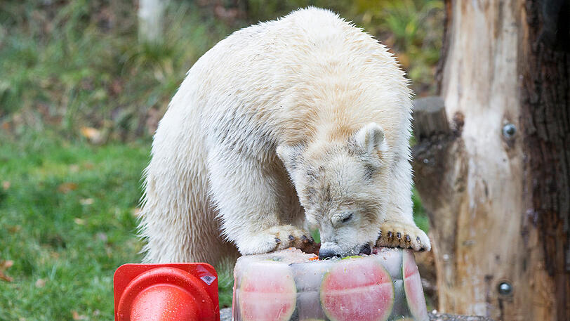 Hellabrunns Eisbär-Mädchen Quintana feierte am Dienstag ihren ersten Geburtstag. Inklusive Geschenken und Torte. Die Bilder.