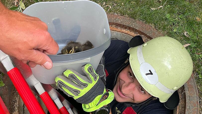 Die Münchner Feuerwehr hat fünf Entenküken aus einem Schachte gerettet.