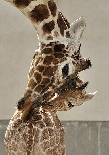 Mai 2015: Trauriger Abschied von Giraffendame Kabonga. Nach langem Leiden wird sie wegen Problemen im Bewegungsablauf eingeschläfert.Ihr Jungtier Naledi ist sehr schwach.