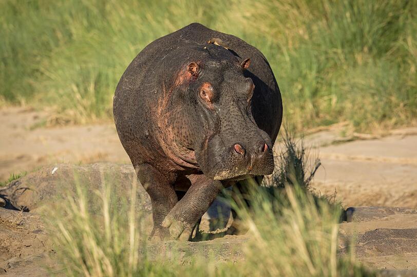 Flusspferde ernähren sich eigentlich ausschließlich von Gras, zählen aber dennoch zu den hochgefährlichen Tiere in Afrika. Die Dickhäuter töten mehr Menschen als etwa Löwen, die eigentlich als bedrohlicher angesehen werden. Doch die gewaltigen Flusspferde werden bis zu 1.800 Kilogramm schwer und gelten zudem als leicht reizbar. Sobald sich die Tiere bedroht fühlen, setzen sie ihre mächtigen Eckzähne zum Schutz ein. Flusspferde ernähren sich eigentlich ausschließlich von Gras, zählen aber dennoch zu den hochgefährlichen Tiere in Afrika. Die Dickhäuter töten mehr Menschen als etwa Löwen, die eigentlich als bedrohlicher angesehen werden. Doch die gewaltigen Flusspferde werden bis zu 1.800 Kilogramm schwer und gelten zudem als leicht reizbar. Sobald sich die Tiere bedroht fühlen, setzen sie ihre mächtigen Eckzähne zum Schutz ein.