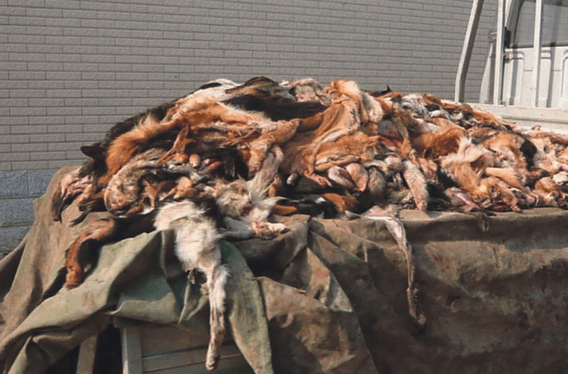 Das Fell der grausam getöteten Hunde wird in großen Massen gelagert.